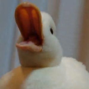 Meet your Posher, A.